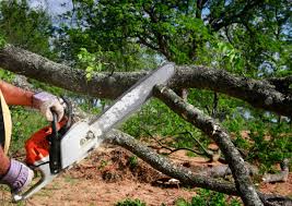 Best Tree Removal Services  in Bealeton, VA